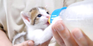 ミルクを飲む子猫