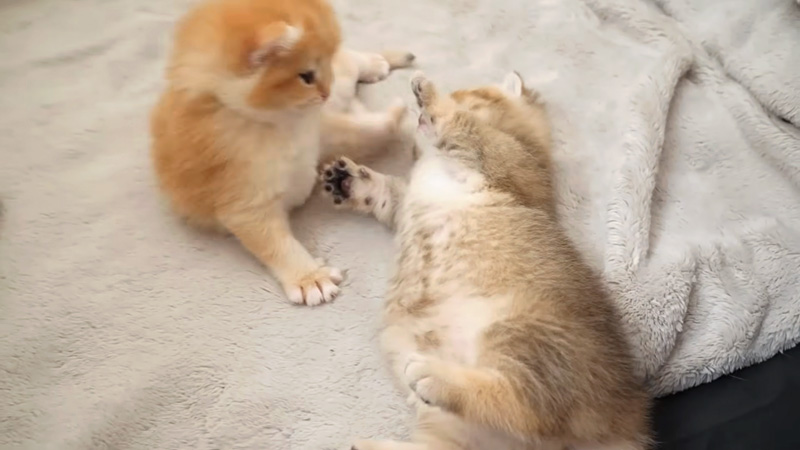 じゃれ合う子猫達