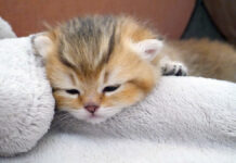 じゃれ合う兄弟を気にせず眠るマイペースな子猫の姿にホッコリ (*´ω`*)♡ 眠る子猫