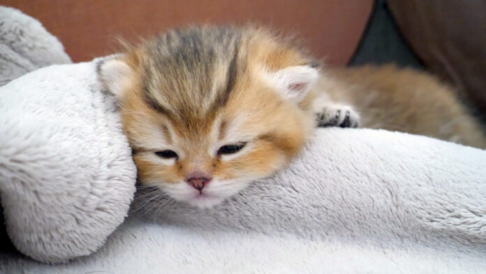 眠る子猫