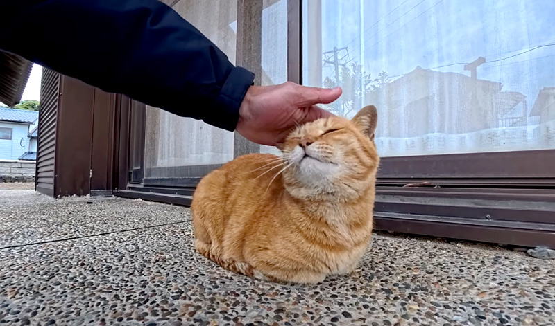 神社で出会った猫