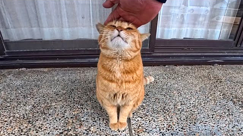 ナデナデを堪能する猫