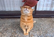 猫島の神社にいた猫さん。撫でるとすぐにゴロゴロ言って可愛い (*´ω`*)♡ 神社でナデナデを堪能する猫