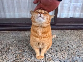 神社でナデナデを堪能する猫