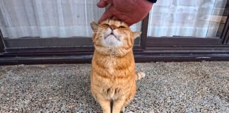 神社でナデナデを堪能する猫