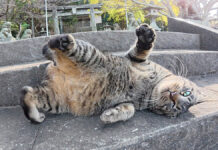 神社でお出迎えしてくれた猫