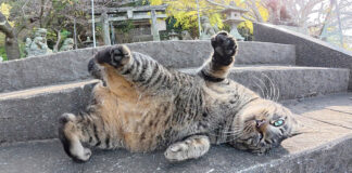 神社でお出迎えしてくれた猫