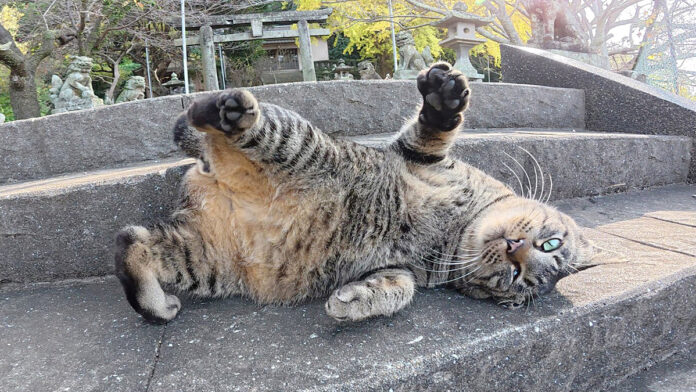 神社でお出迎えしてくれた猫