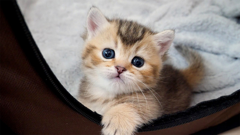 かまって欲しい子猫