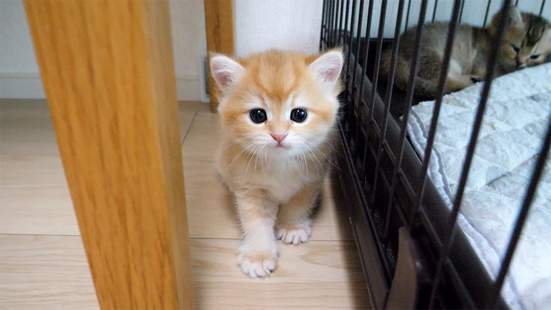 隠れたつもりの子猫