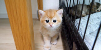 隠れたつもりの子猫