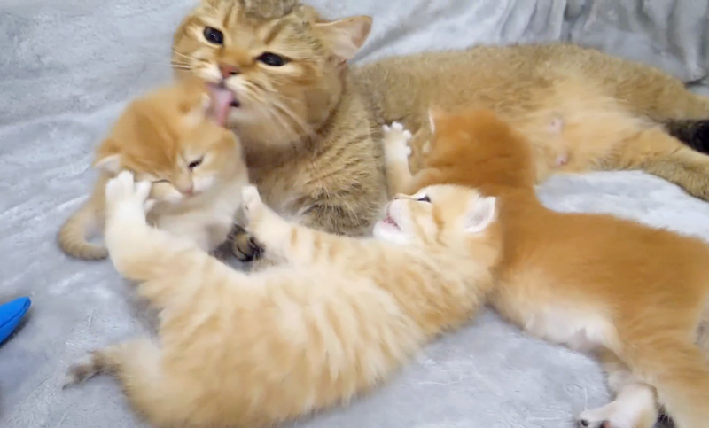 子猫達のケンカを仲裁する母猫