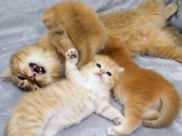 子猫達のケンカを仲裁する母猫