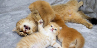 子猫達のケンカを仲裁する母猫