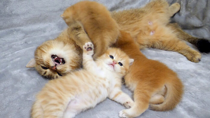 子猫達のケンカを仲裁する母猫