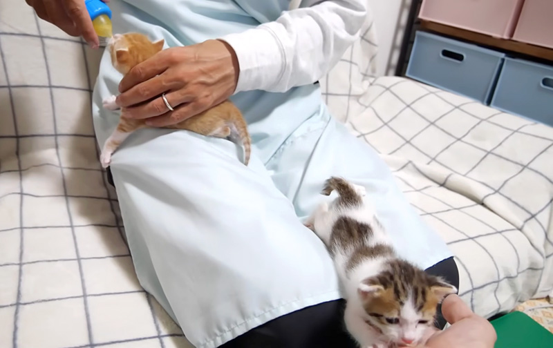 落っこちそうになる子猫