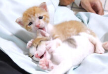 膝の上で一緒に過ごす子猫達