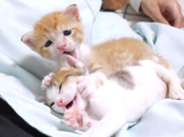 膝の上で一緒に過ごす子猫達