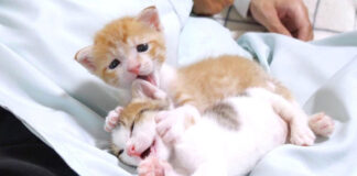 膝の上で一緒に過ごす子猫達