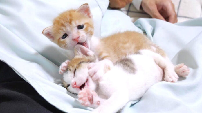 膝の上で一緒に過ごす子猫達