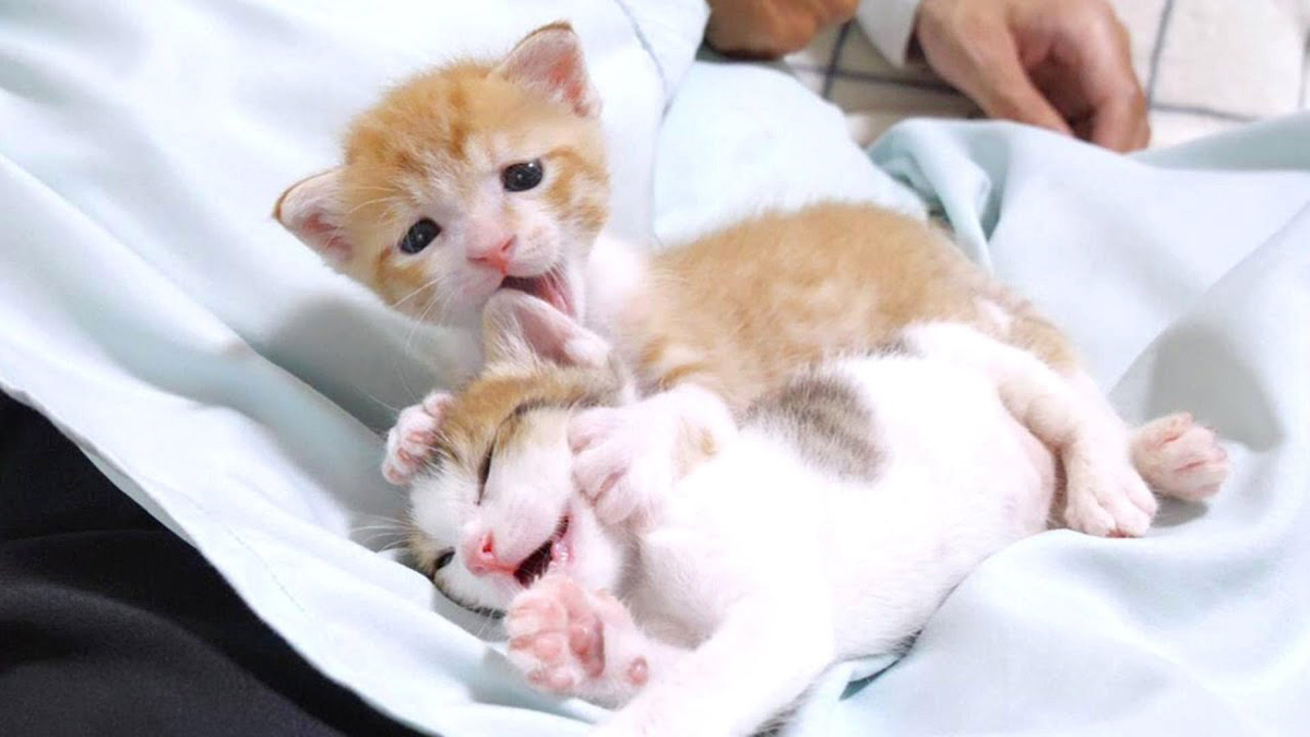 赤ちゃん猫が危機一髪!? と思ったら、ホッコリなことになりました (*´ｪ