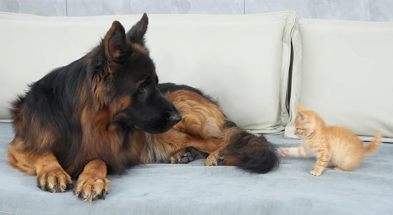 シェパードを襲う子猫