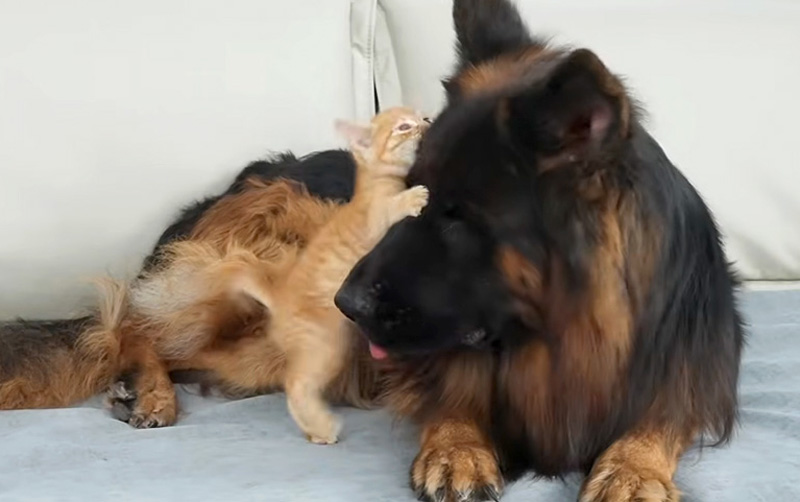 シェパードを襲う子猫