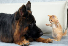 無邪気な子猫に襲われたジャーマンシェパード。ふたりのやり取りが可愛すぎる♡ シェパードを襲う子猫