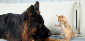 シェパードを襲う子猫