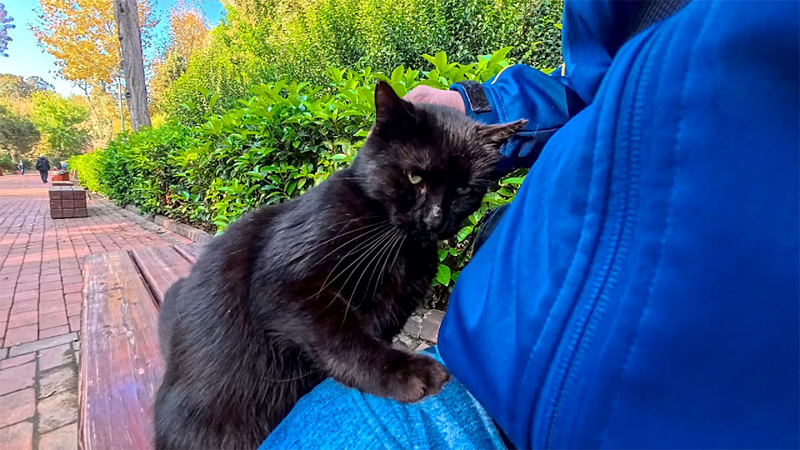 膝に寄り添う猫