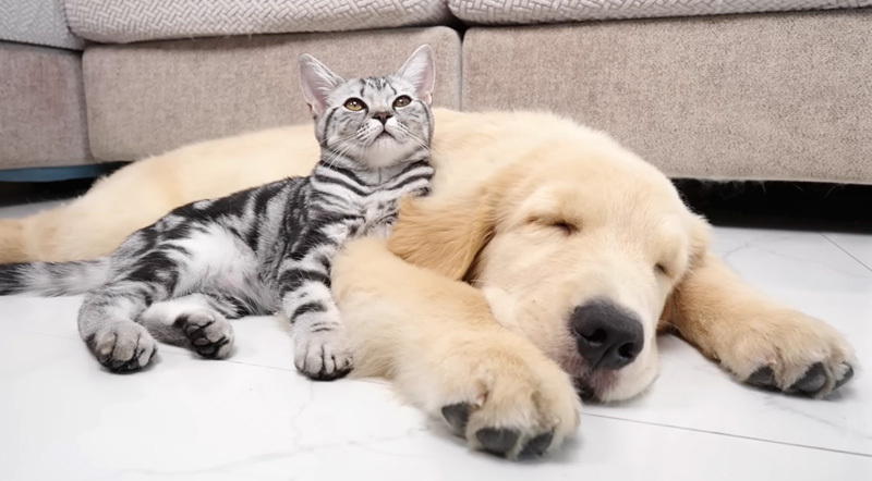 ゴールデンレトリバーにくっつく子猫