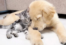 ゴールデンレトリバーにくっつく子猫