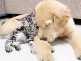 ゴールデンレトリバーにくっつく子猫