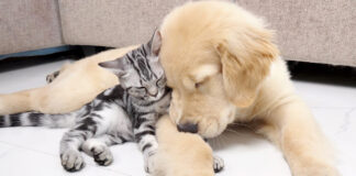 ゴールデンレトリバーにくっつく子猫