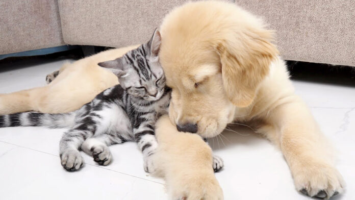 ゴールデンレトリバーにくっつく子猫