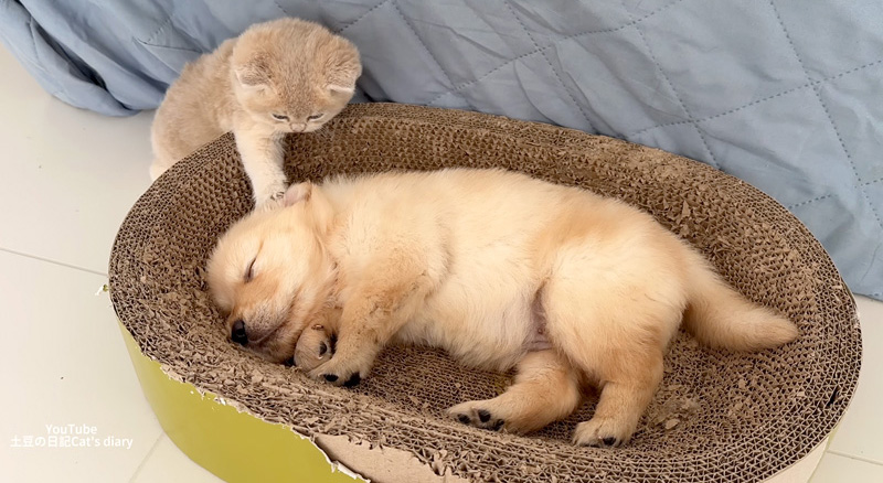 子犬を起こそうとする子猫