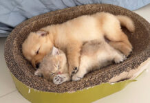 子犬と一緒に眠る子猫