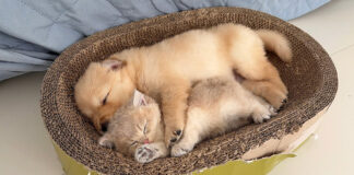 子犬と一緒に眠る子猫