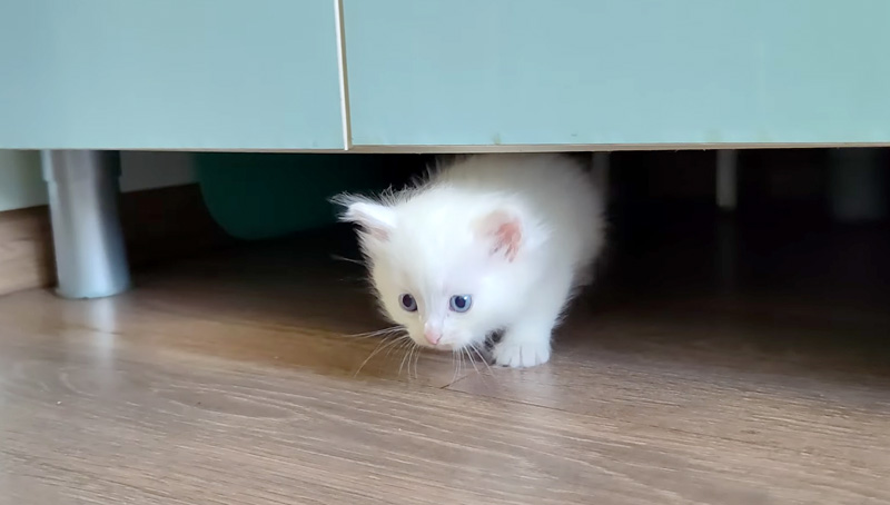 家の中を探索する子猫