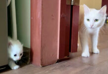 母猫に呼ばれた子猫