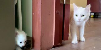 母猫に呼ばれた子猫