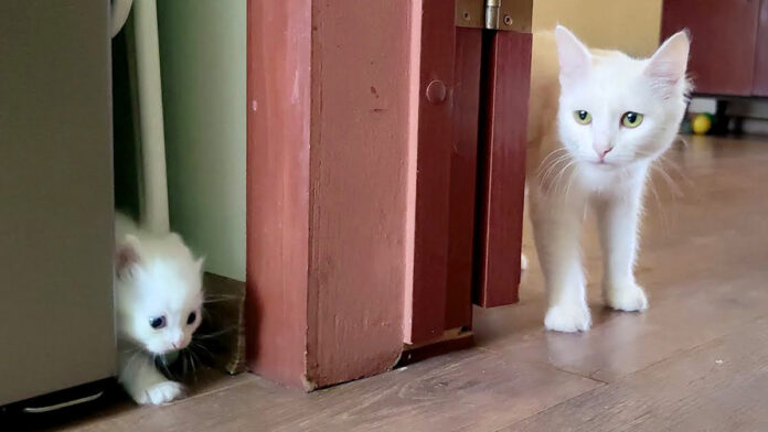 母猫に呼ばれた子猫