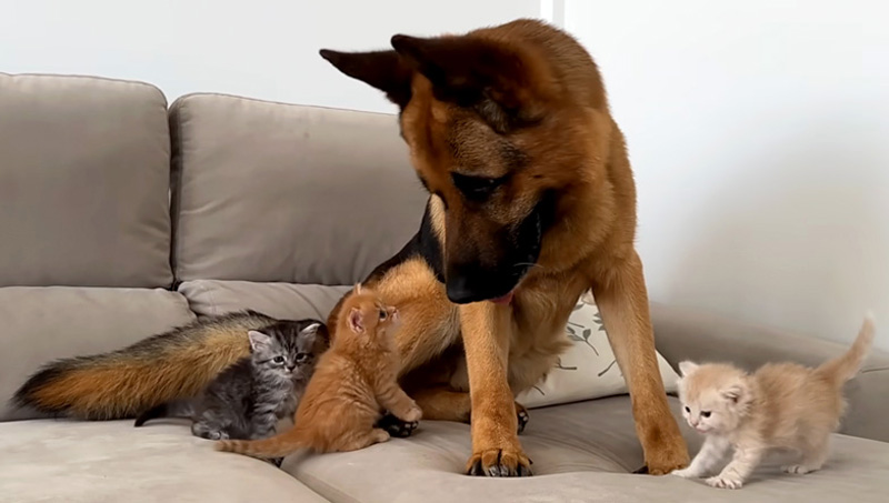 子猫達に突撃されるシェパード