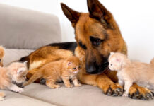 子猫達に突撃されるシェパード