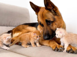 子猫達に突撃されるシェパード