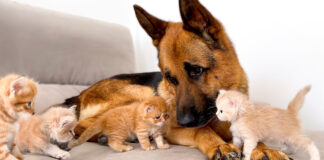 子猫達に突撃されるシェパード