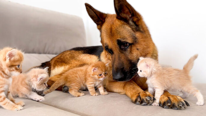 子猫達に突撃されるシェパード