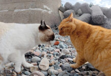 口喧嘩する猫達