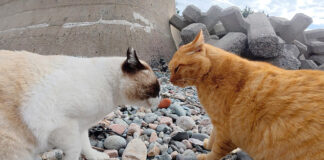 口喧嘩する猫達