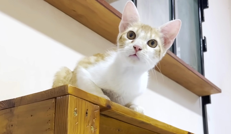 保護された子猫